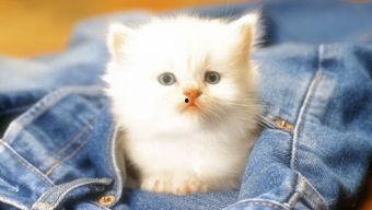 吃瓜娱乐赵小瞒小猫